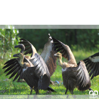 گونه دال پشت سفید White-rumped Vulture